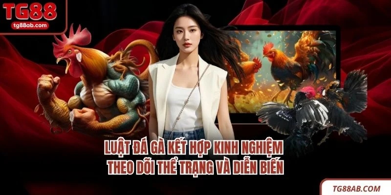 Luật Đá Gà – 6 Quy Tắc Cơ Bản Người Mới Cần Biết 2026 4 Luật đá gà kết hợp kinh nghiệm theo dõi thể trạng và diễn biến